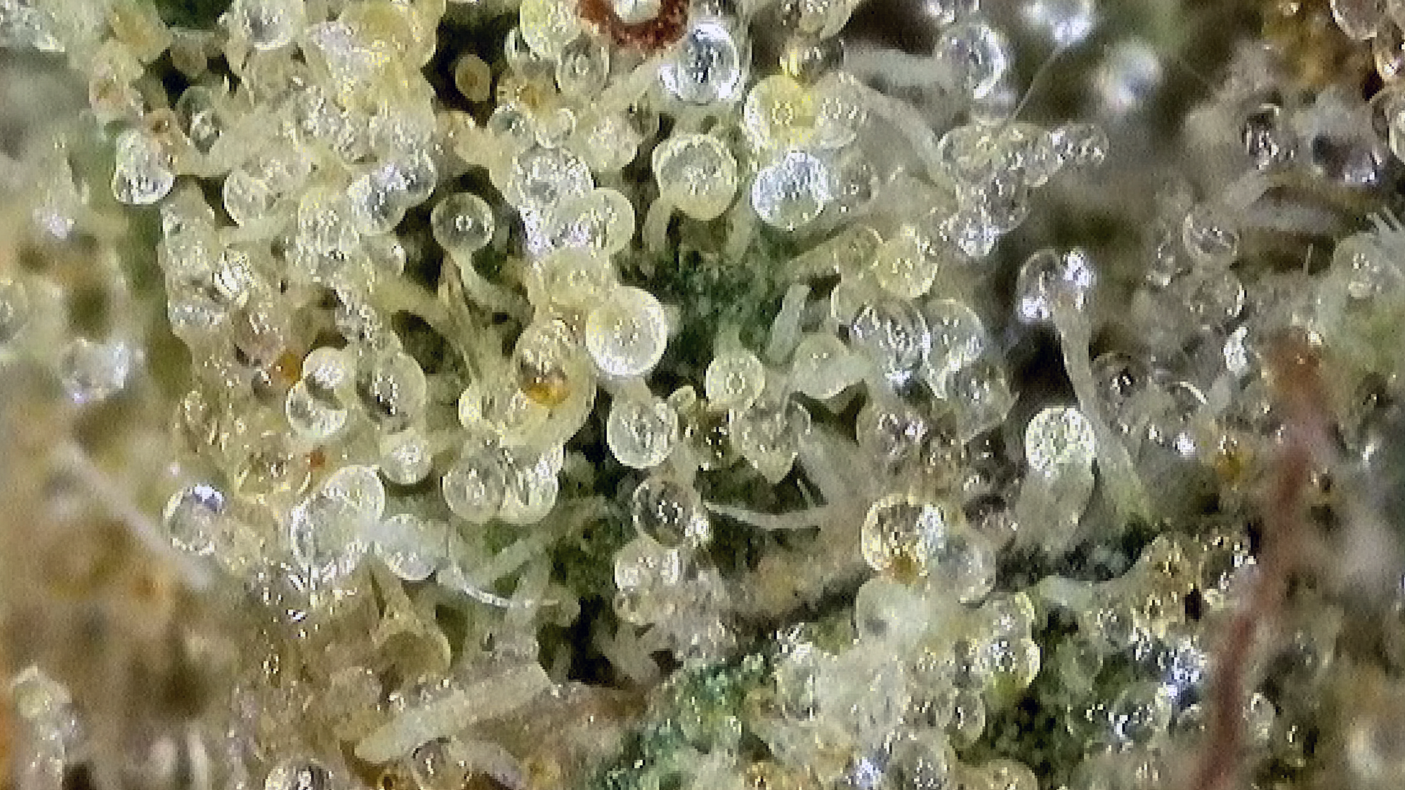 Nebula Kush Smalls 3.5g – DEALR Cannabis