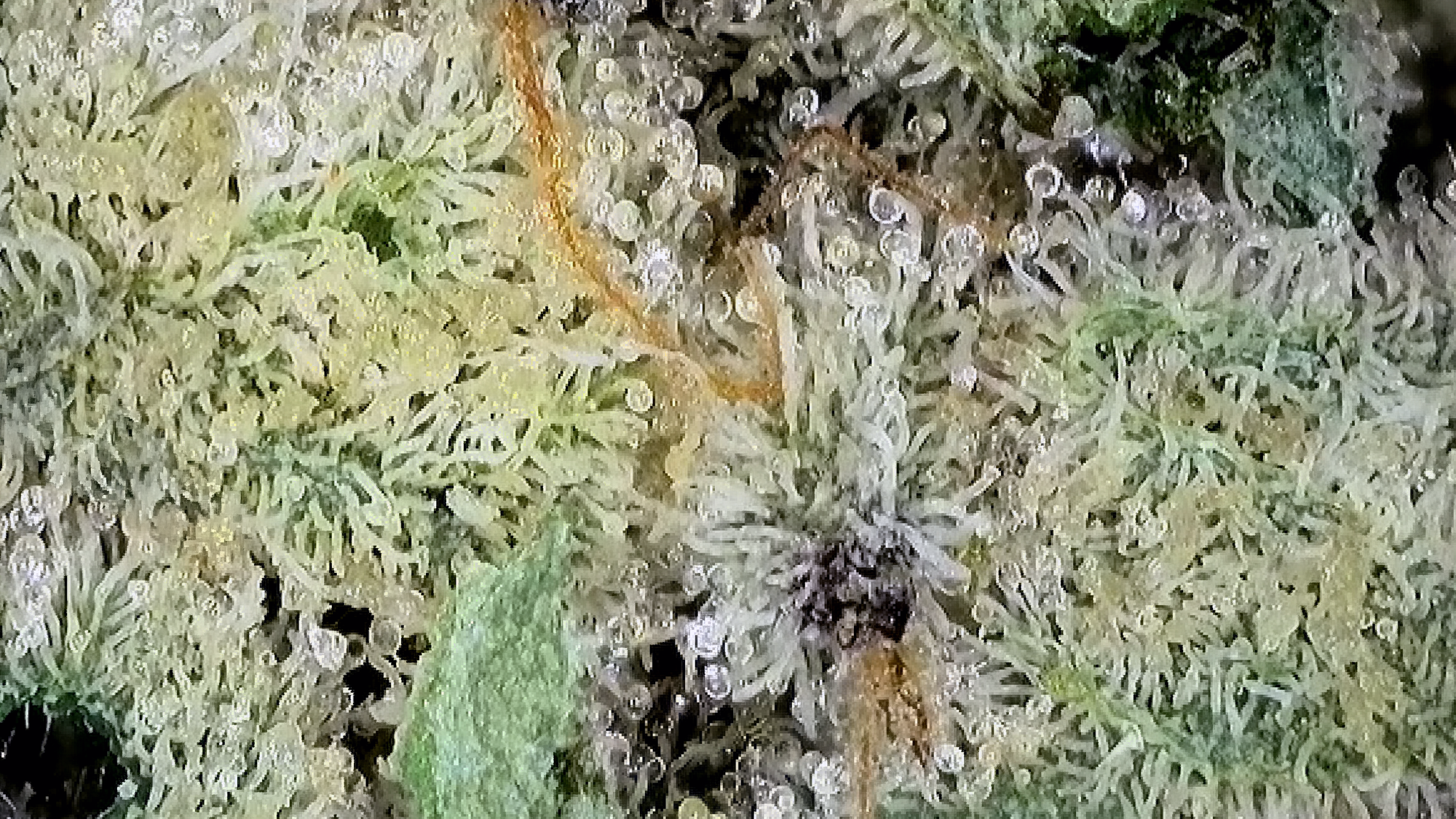 Old Money 14g – DEALR Cannabis