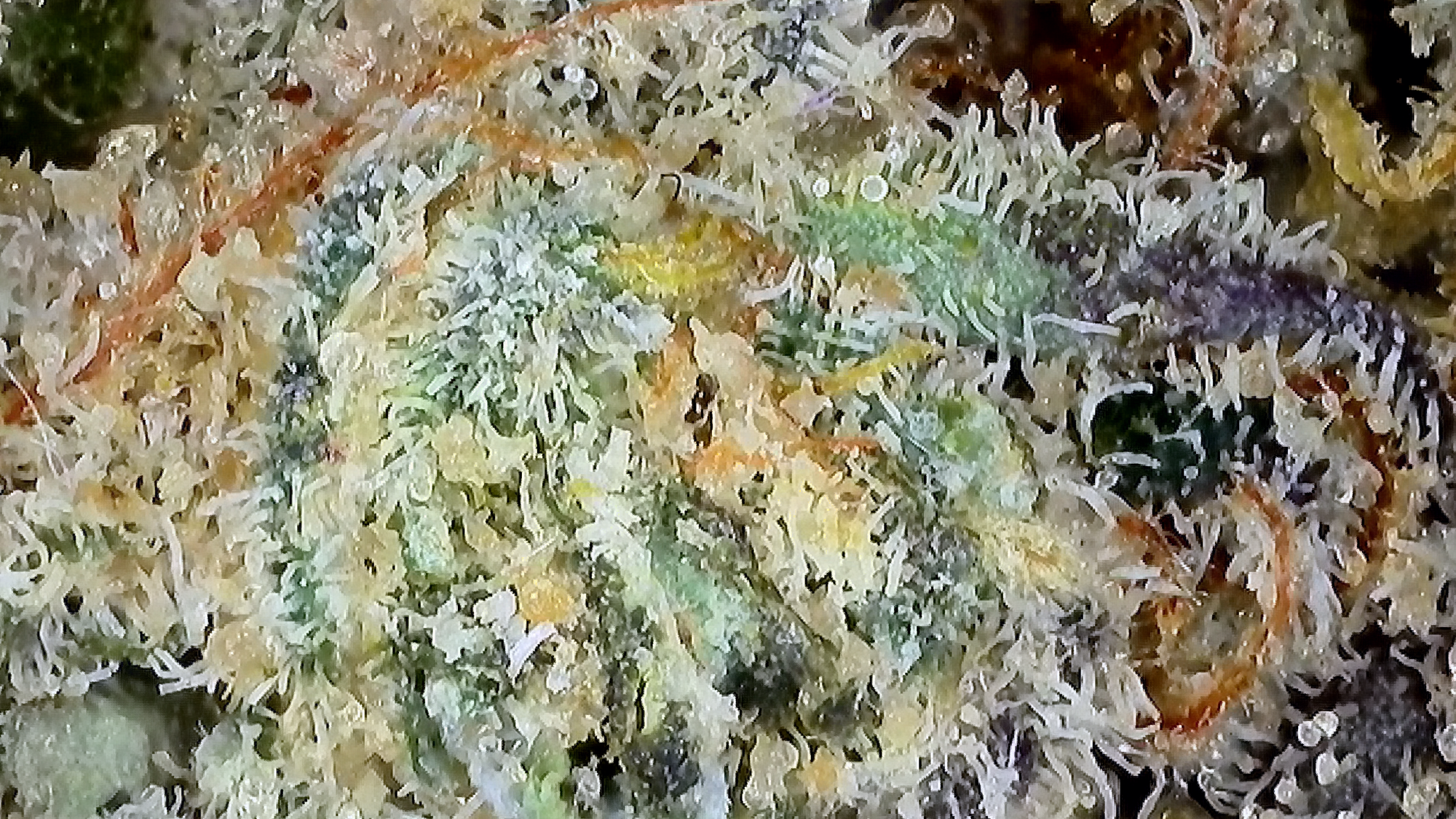 Zupernova 7g – DEALR Cannabis